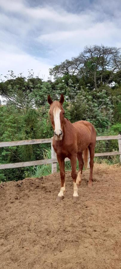 Refugio Horse Vila Santo Antônio do Pinhal Exterior foto