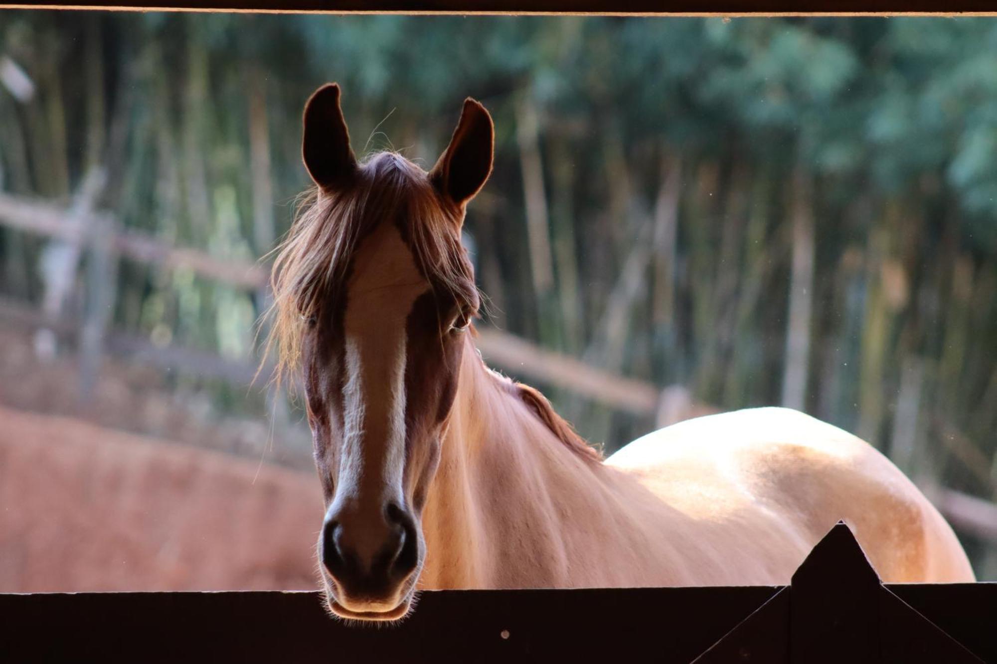 Refugio Horse Vila Santo Antônio do Pinhal Quarto foto